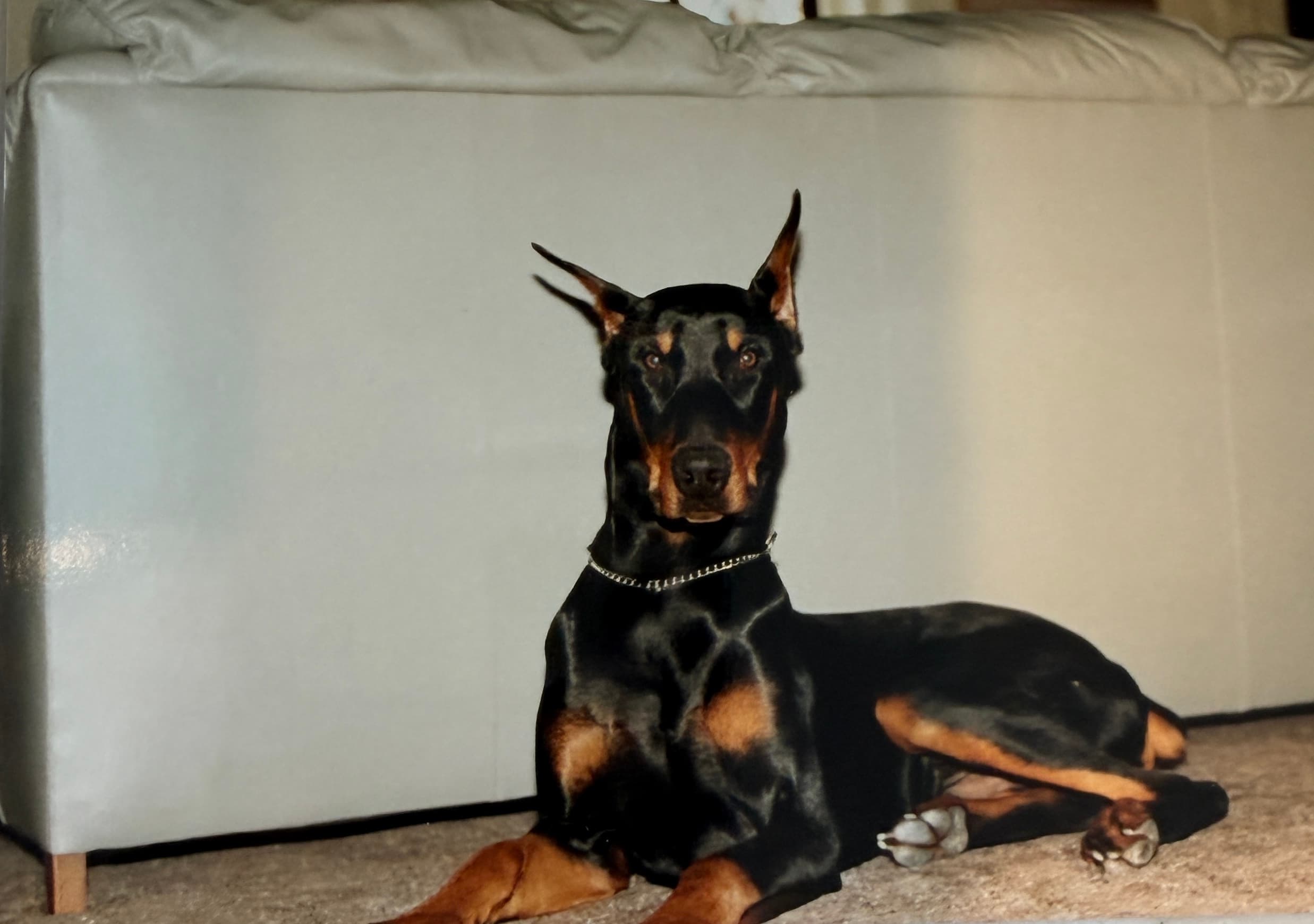 Dobermans early. Wiener dogs later.